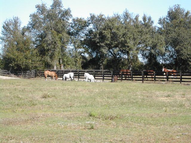 herd2.jpg